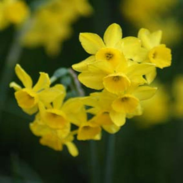 Narcissus Chit Chat