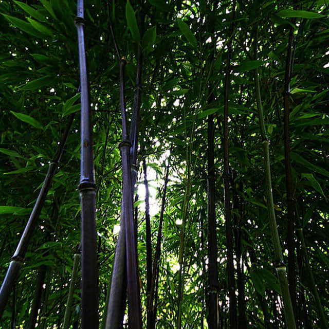 Phyllostachys nigra