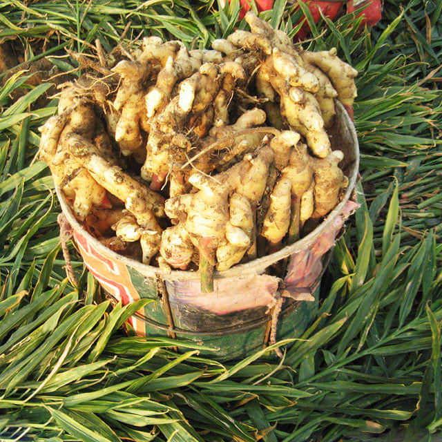 Zingiber officinale