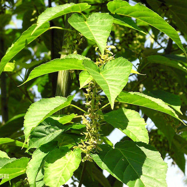 Acer davidii