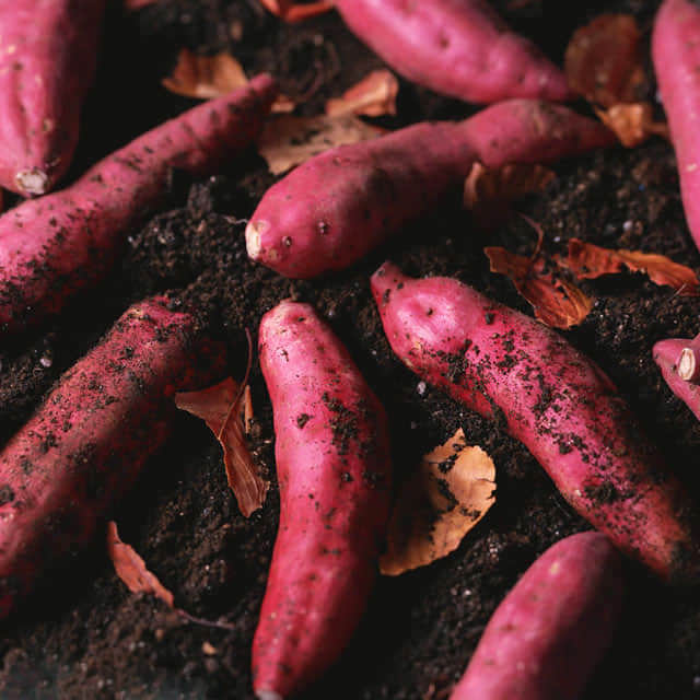 Ipomoea batatas