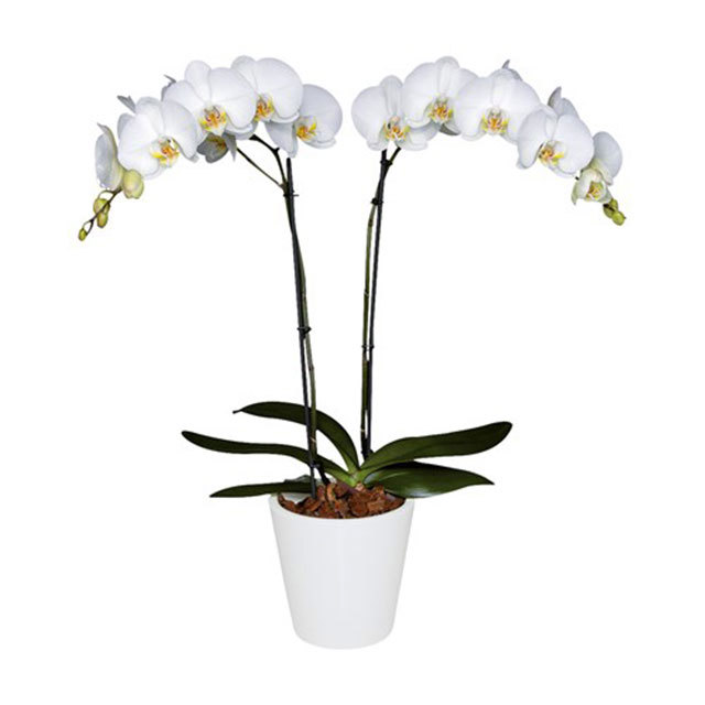 Phalaenopsis York