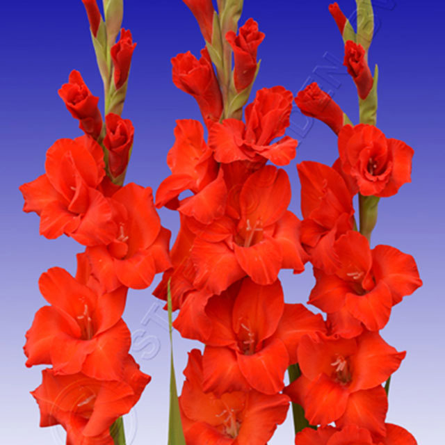 Gladiolus Red Beauty