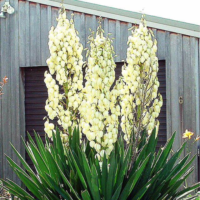 Yucca filamentosa