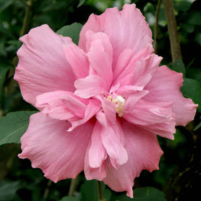 Cantua buxifolia