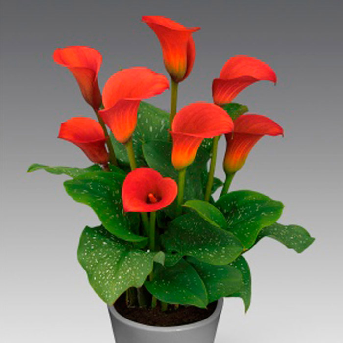 Zantedeschia Red Alert Fine Webbing