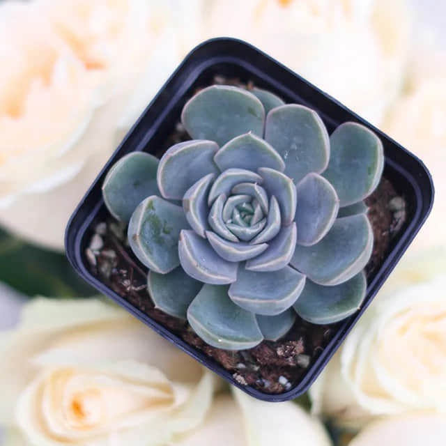 Echeveria Fiona Sudden Leaf Drop