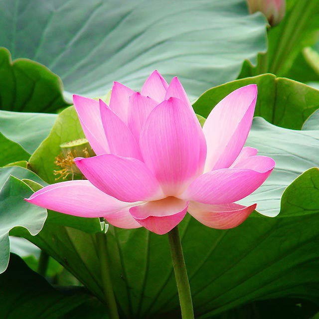 Nelumbo nucifera