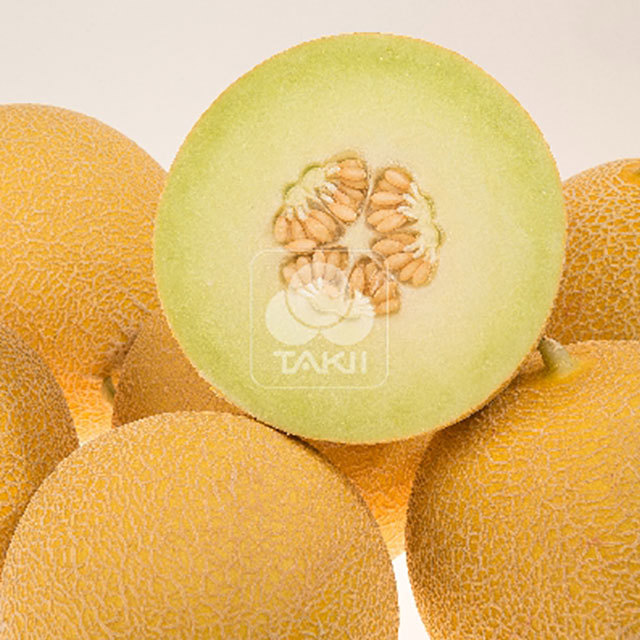 Galia Melon Fandango F1