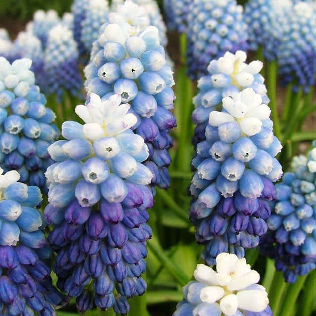 Muscari botryoides Ocean Magic