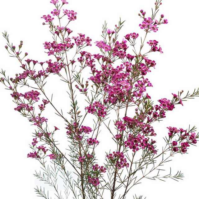 Rotem Violet (Rhoeo discolor)
