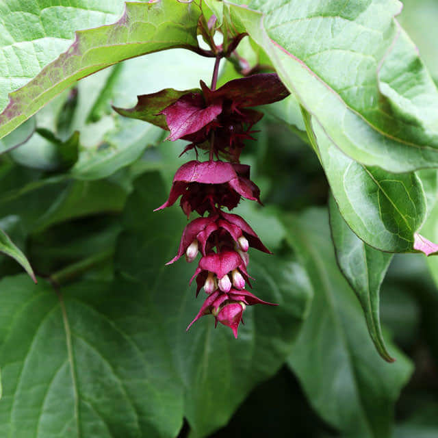 Leycesteria formosa