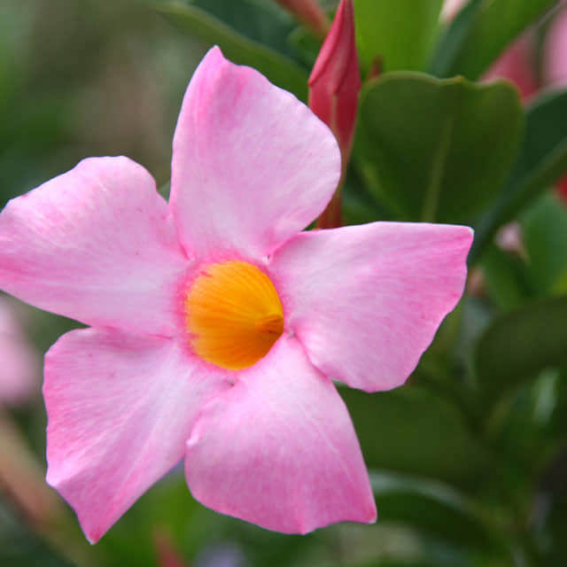 Mandevilla