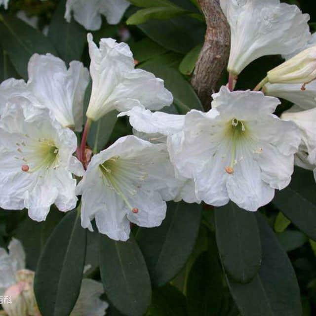 Rhododendron decorum Yellow Leaves