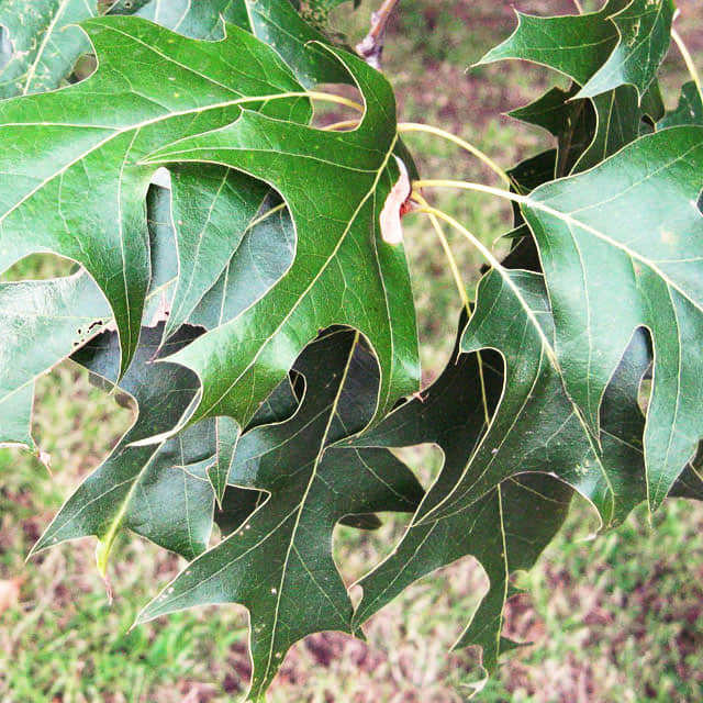 Quercus falcata