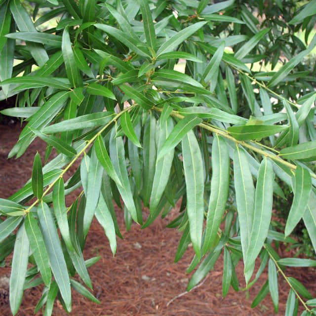 Quercus phellos