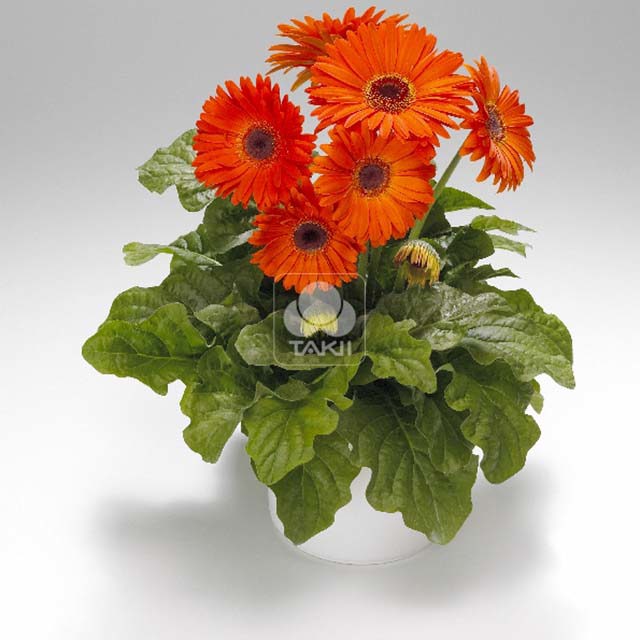 Gerbera Royal F1 Deep Orange 292 Sticky Leaves
