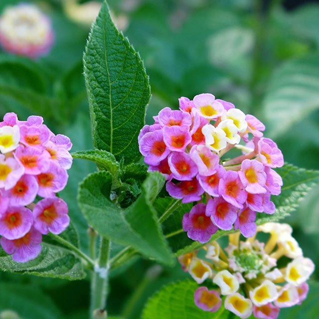 Lantana camara