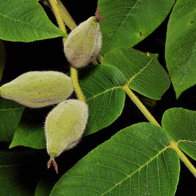 Juglans cinerea