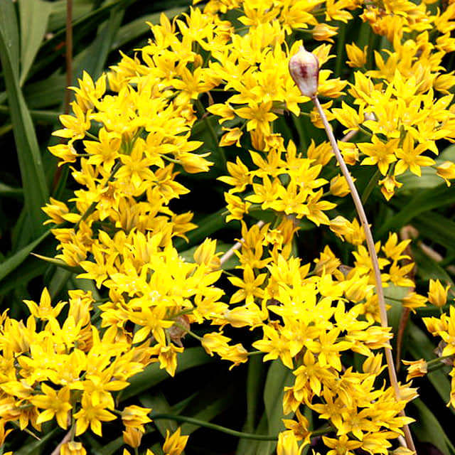 Allium moly