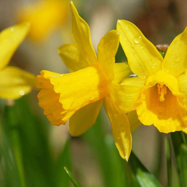 Narcissus jonquilla