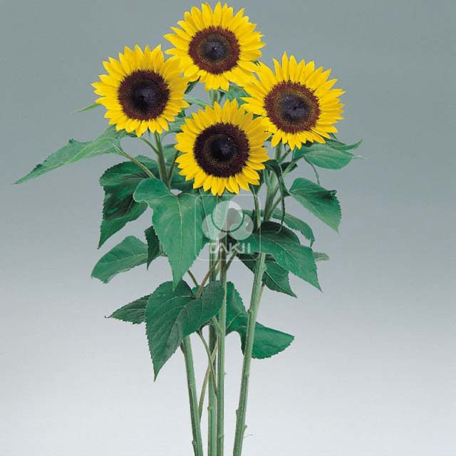 Helianthus annuus Sunrich F1 Lemon