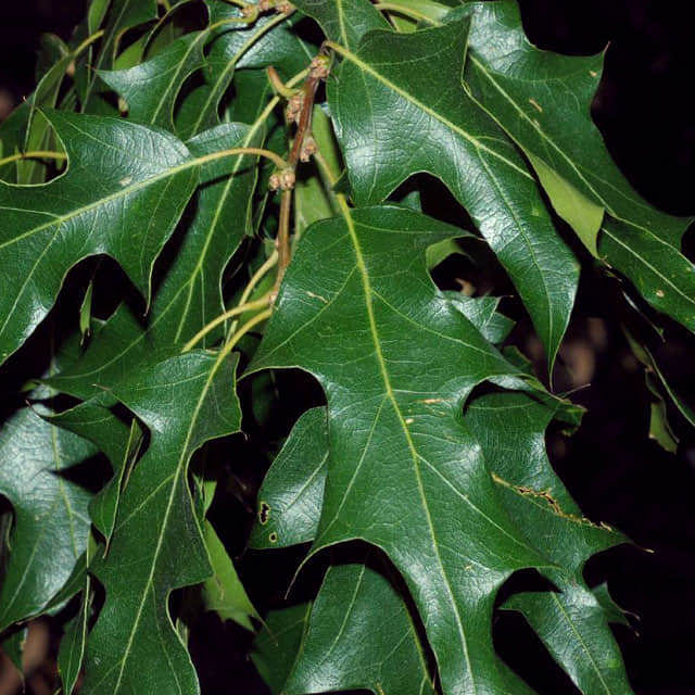 Quercus gravesii
