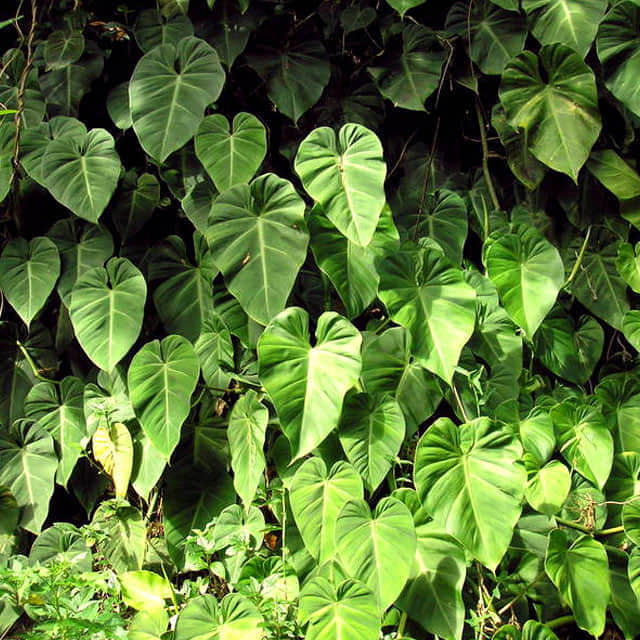 Philodendron hederaceum Drooping Leaves