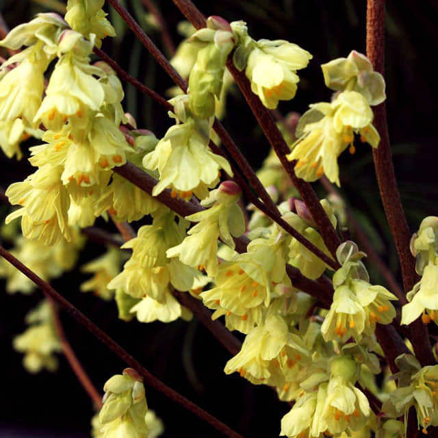 Corylopsis pauciflora