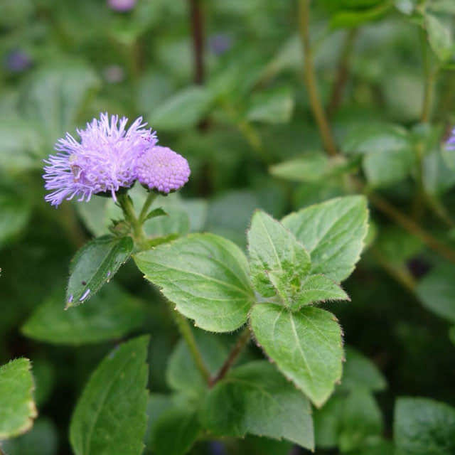 Ageratum houstonianum