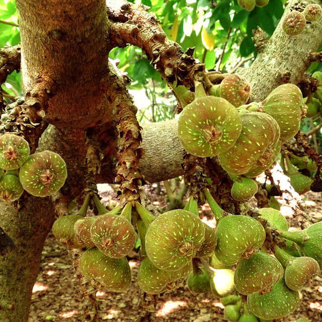 Ficus auriculata