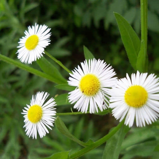 Erigeron compositus