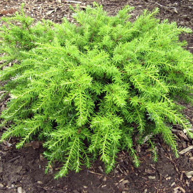 Tsuga caroliniana