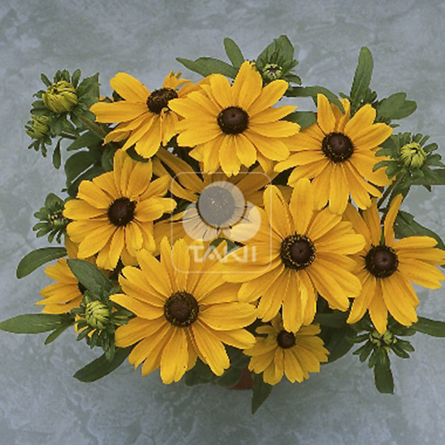 Rudbeckia hirta Becky Orange