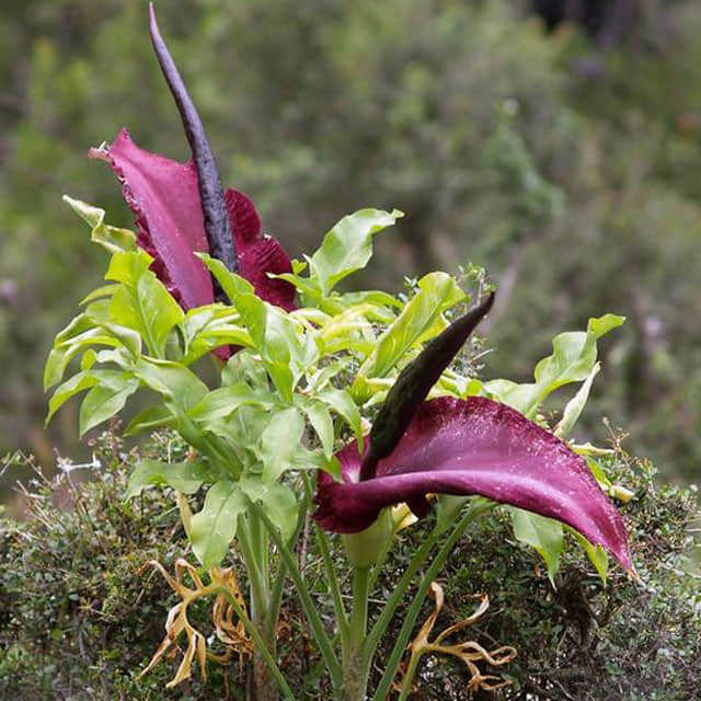 Dracunculus vulgaris