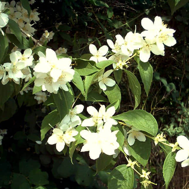 Philadelphus coronarius
