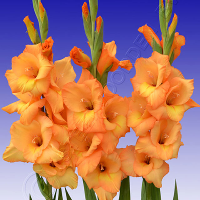 Gladiolus Ovatie