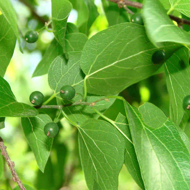 Celtis laevigata
