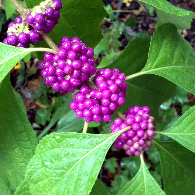 Callicarpa americana