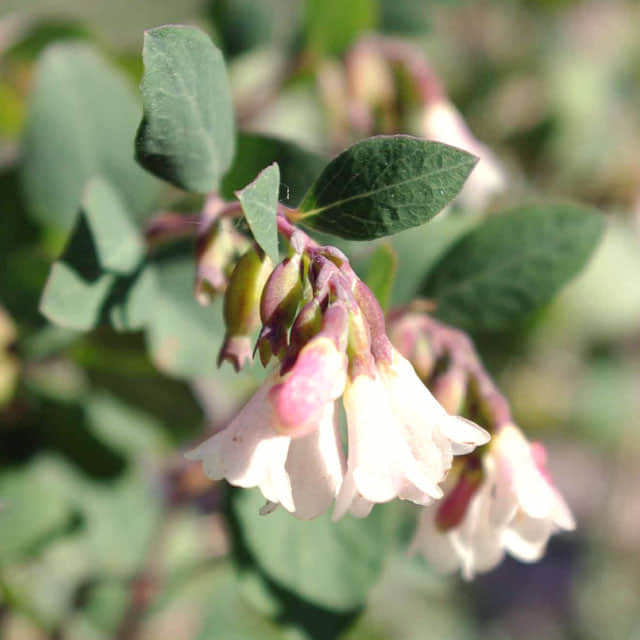 Symphoricarpos officinalis