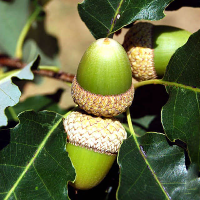 Quercus muehlenbergii