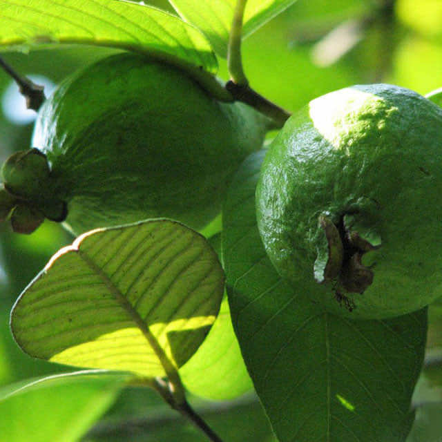 Psidium guajava White Cottony Spots