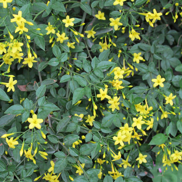 Jasminum floridum