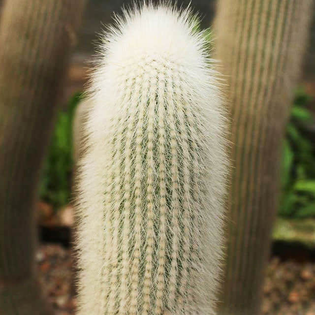 Cleistocactus strausii