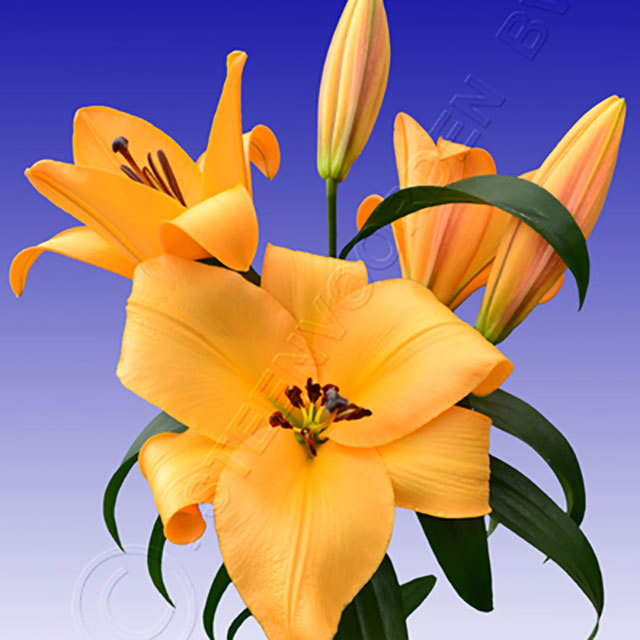 Lilium Morini Ragnatele sottili