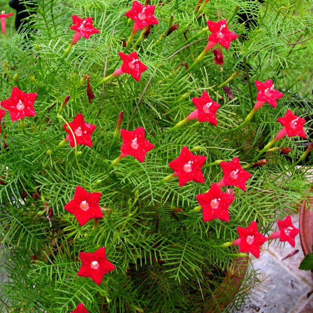Ipomoea quamoclit