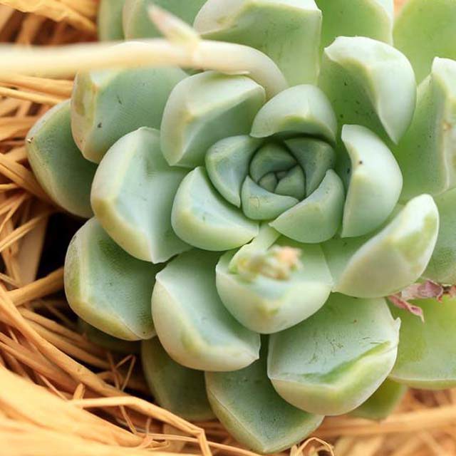 Echeveria elegans kesselringiana Brown Leaf Tips