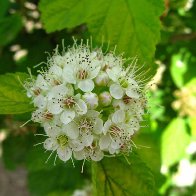 Physocarpus malvaceus