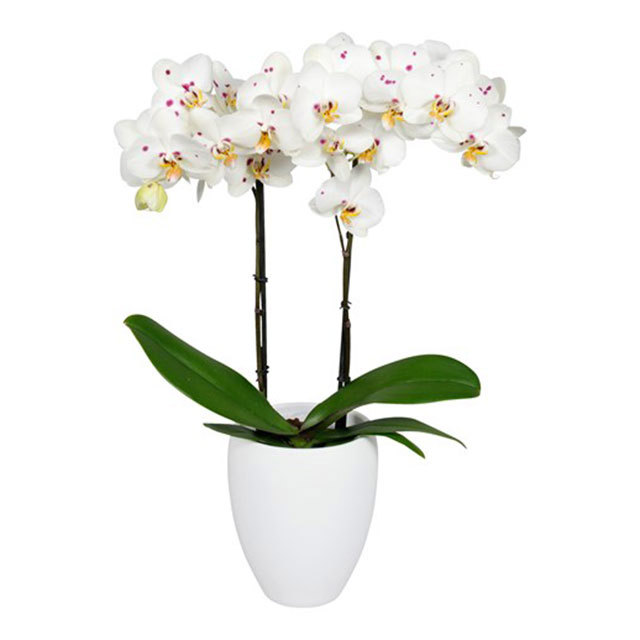 Phalaenopsis Quinto
