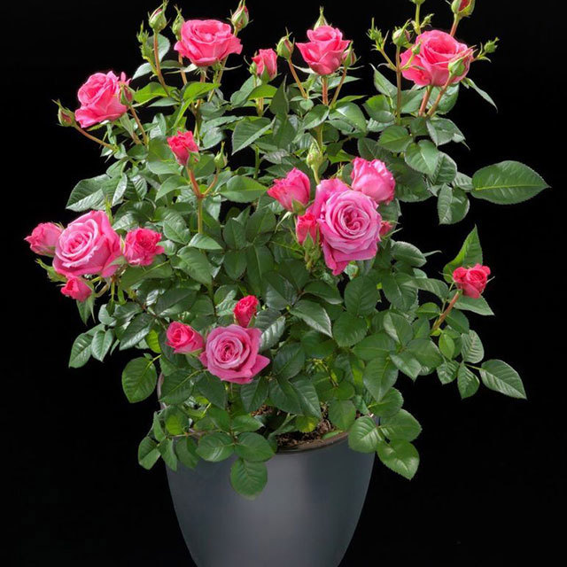 Rosa Terrazza Cerise White Powder